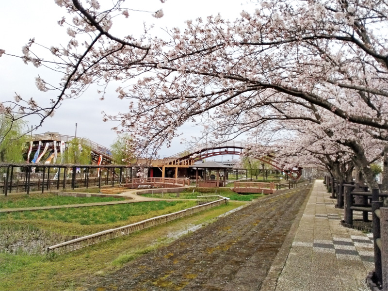 水郷潮来あやめ園の桜が満開＆前川の新緑の柳もキレイです。